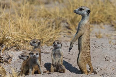 Meerkat and Young