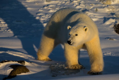 Polar Bear male #1