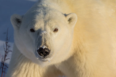 Polar Bear male #2