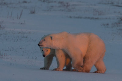 PB mom and cub