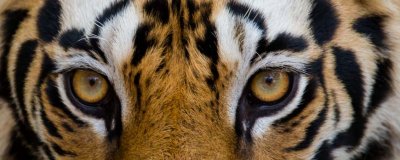 Tiger Eyes #3