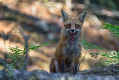 Red Fox #1 Yawn
