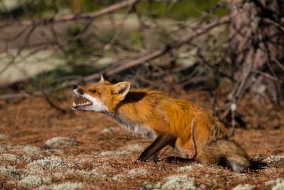 Red Fox #2 Yawn and Stretch