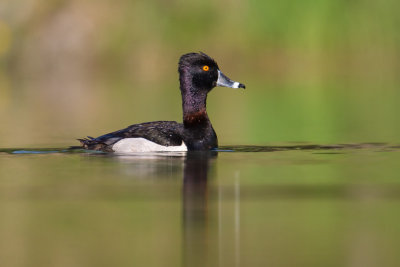 Ring Necked Duck #1