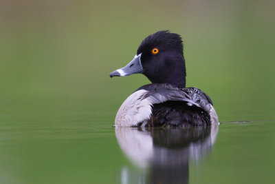 Ring Necked Duck #2