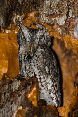 Eastern Screech Owl #2