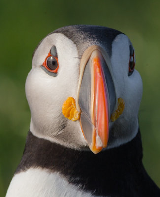 Atlantic Puffin #4