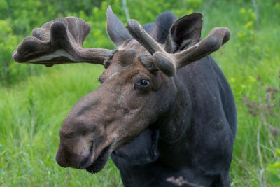 Bull Moose #1