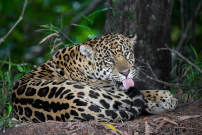 Jaguar #1; Jorge