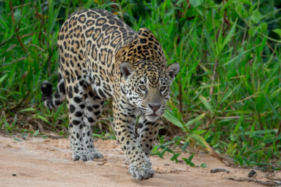 Jaguar #11 Patricia