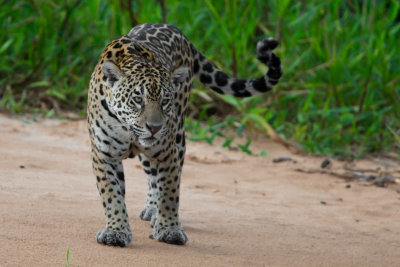 Jaguar #12 Patricia