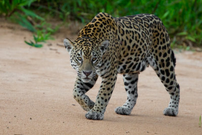Jaguar #13 Patricia