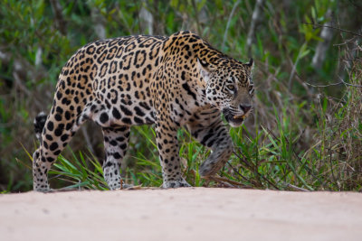 Jaguar #16 Patricia