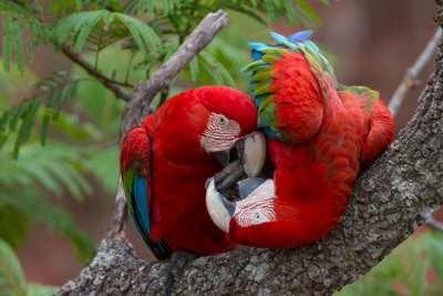 Red & Green Macaw #2