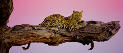 Leopard Lookout #1; Botswana