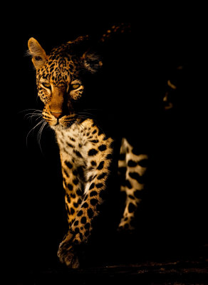 Leopard; Into The Light; Botswana