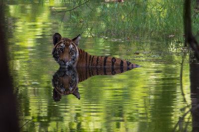 Tiger; Cool Reflections; India