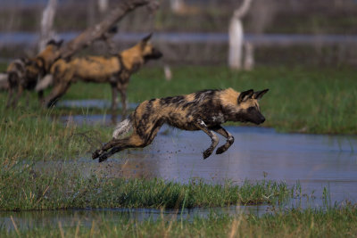 Wild Dogs; Leap Of Faith; Botswana