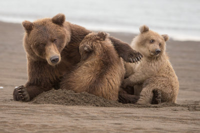 Brown Bear; Family Time; Alaska