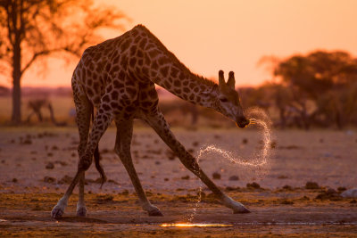 Giraffe; Sunset Slurpie; Botswana