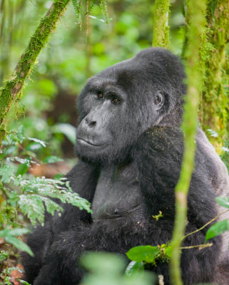 Mountain Gorilla; The Real King; Uganda