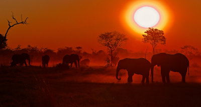 Elephants; Dust Bowl; Botswana