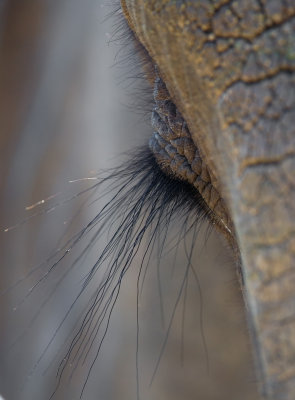 Elephant Eyelash; Botswana