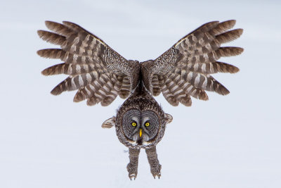 Great Grey Owl; Approach!!; Ontario