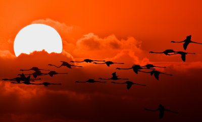 Flamingo Sunset; Anegada