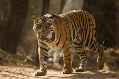 Tiger; Road Warrior; India