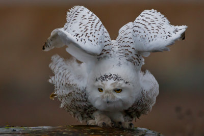 Snowy Owl; Gall Wings; B.C.