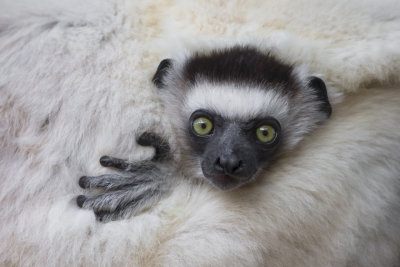 Verreaux's Lemur