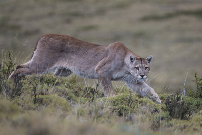 Puma Stalking