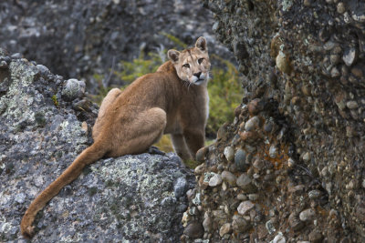 Puma On the Rocks