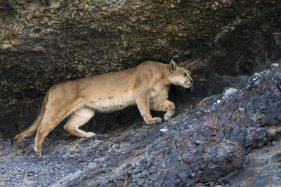 Puma Cave walk
