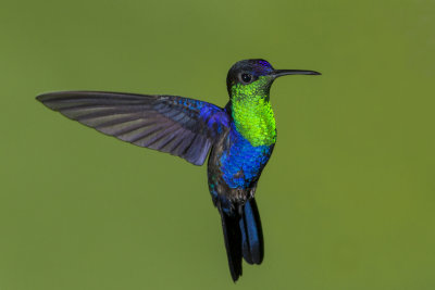 Crowned Woodnymph