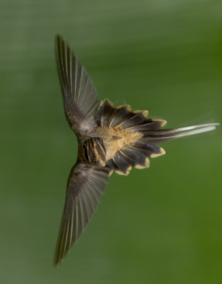 Long-Tailed Hermit