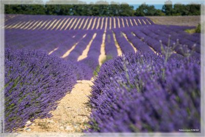 PROVENCE