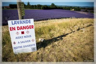 2015_LUBERON COULEUR LAVANDE