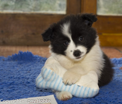 Seven weeks old puppy.