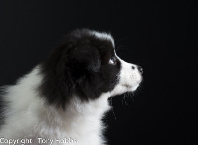 Lassie - profile