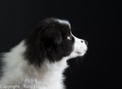 Lassie at nine weeks in my home made studio