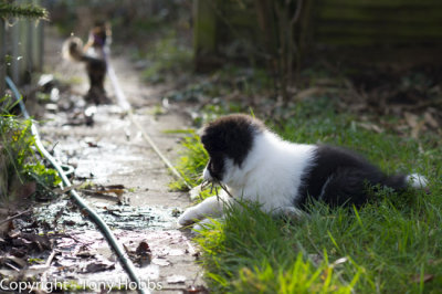 Lassie at ten weeks, Gizzy on location...