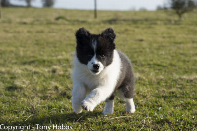 Lassie Bounding around Cheddar on her twelth weeks birthday.