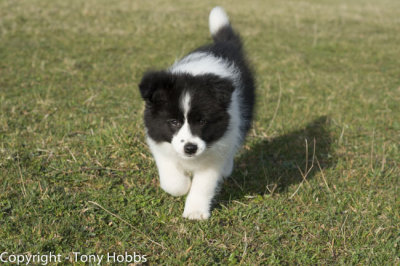 Lassie Bounding around Cheddar on her twelth weeks birthday.