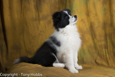 Lassie at 12 weeks in my studio