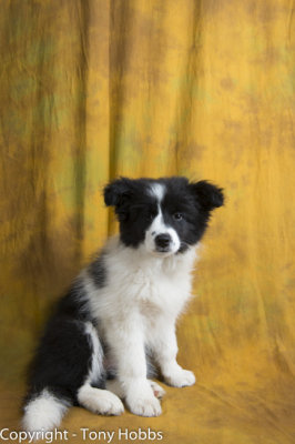 Lassie at 13 weeks of age