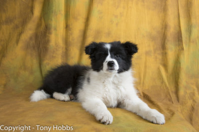 Lassie at 13 weeks of age