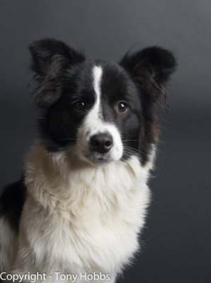 Lassie at 6 months...