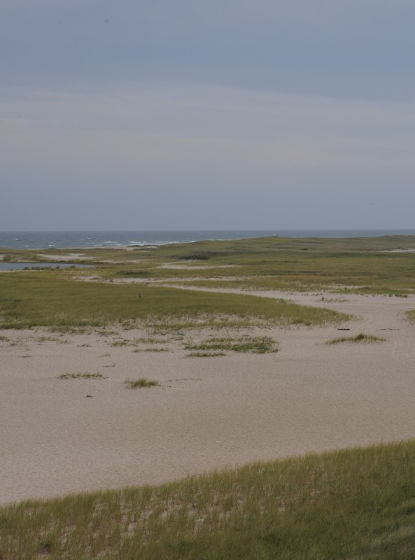 Cape Cod dunes.jpg